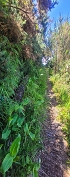 Plants: image 131 Of 193 Thumb